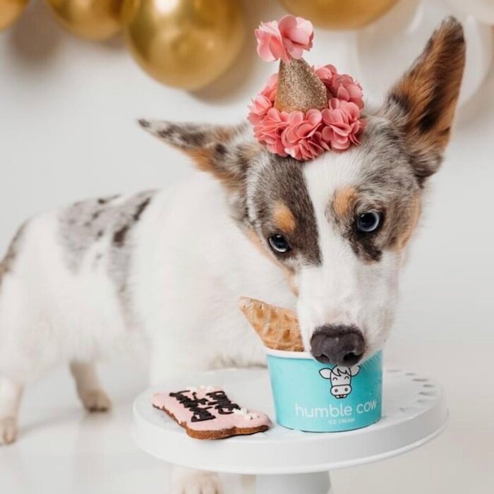 humble cow ice cream pup cups