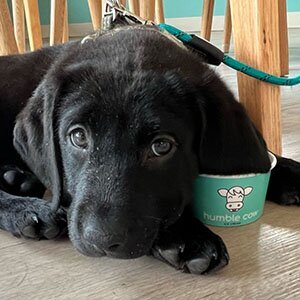humble cow pup cup